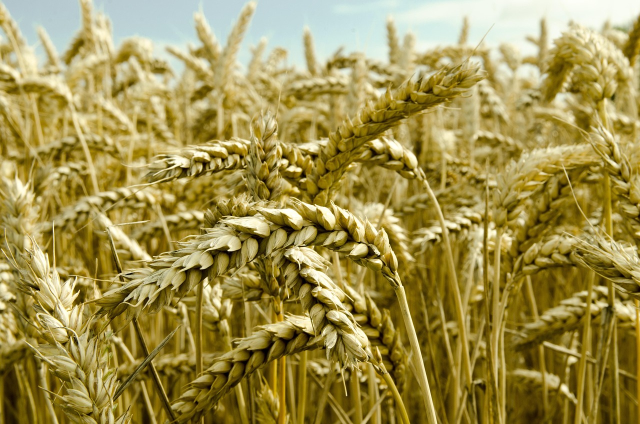 Campinghytter Fyn naturligt – En oase af muligheder